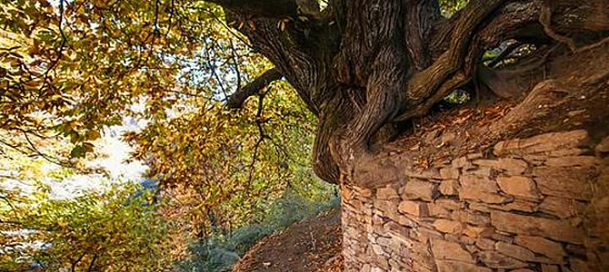 La Vereda de la Estrella