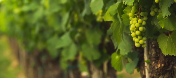 Geführte Touren durch die Weinberge von Atajate, Malaga