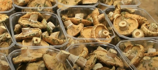 Mushrooms at the Dijous Bo market in Inca