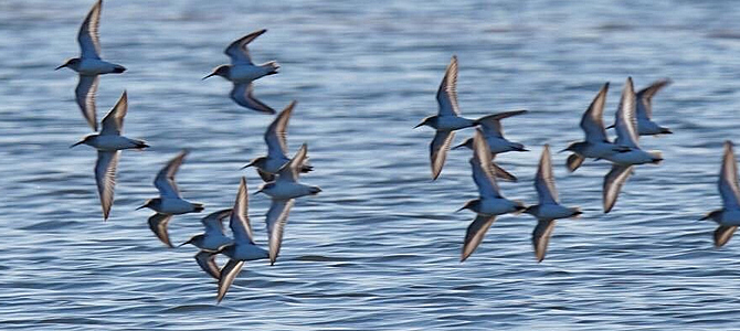 Observación de aves en las Marismas del Odiel, Huelva