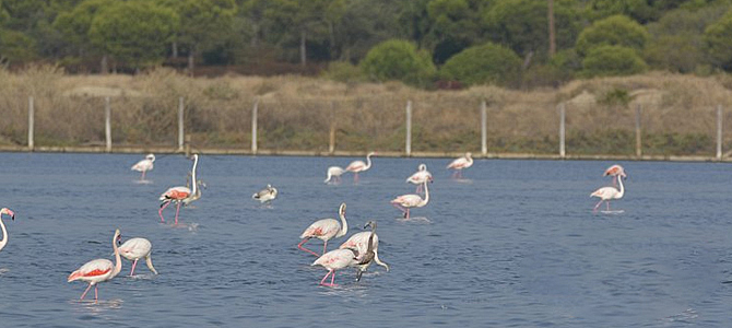 Flamencos en las Marismas del Odiel, Huelva