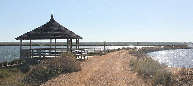 Visita las Marismas del Odiel en Huelva